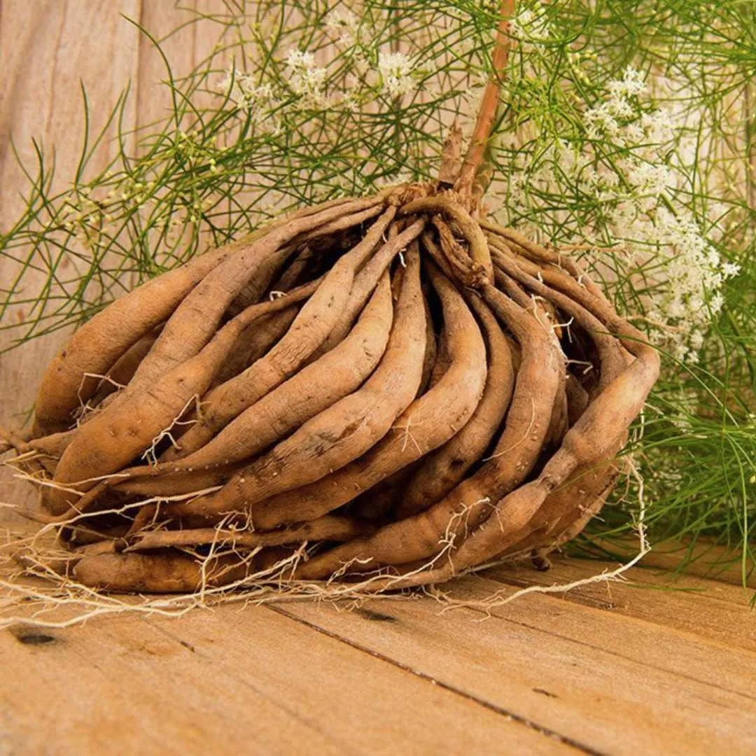 himalayan shatavari root powder