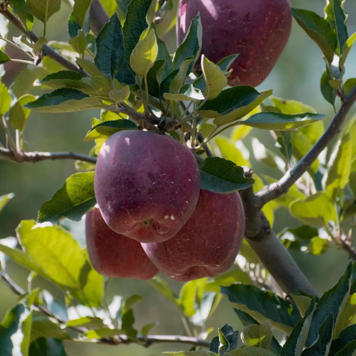 Black Gold Premium Kinnaur Apples - Premium Export Quality Himalayan Apples - 5kgs