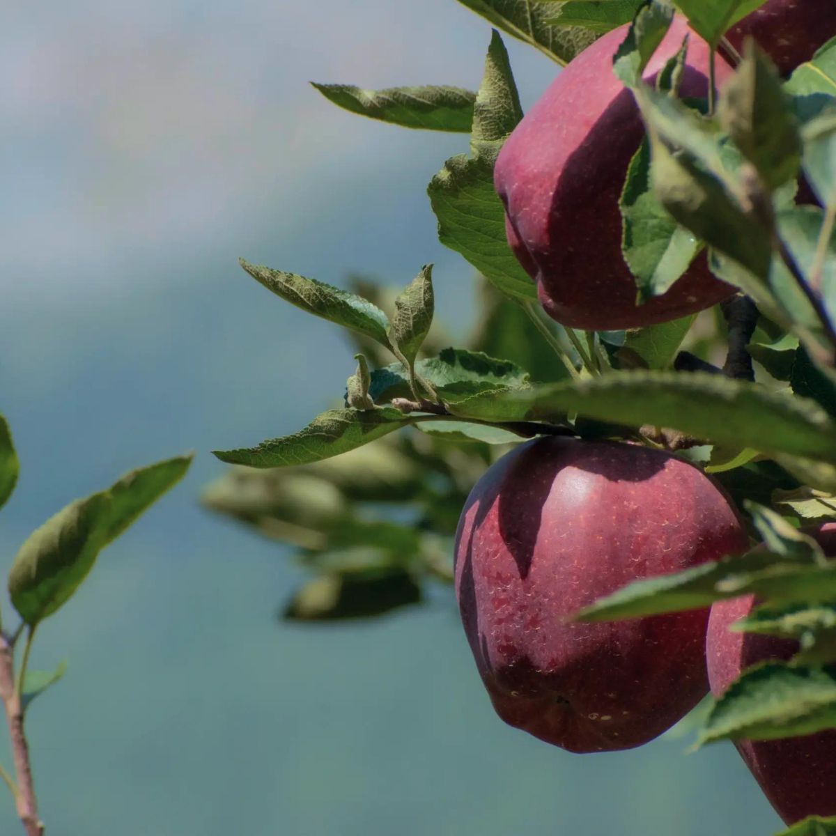 Black Gold Premium Kinnaur Apples - Premium Export Quality Himalayan Apples - 5kgs