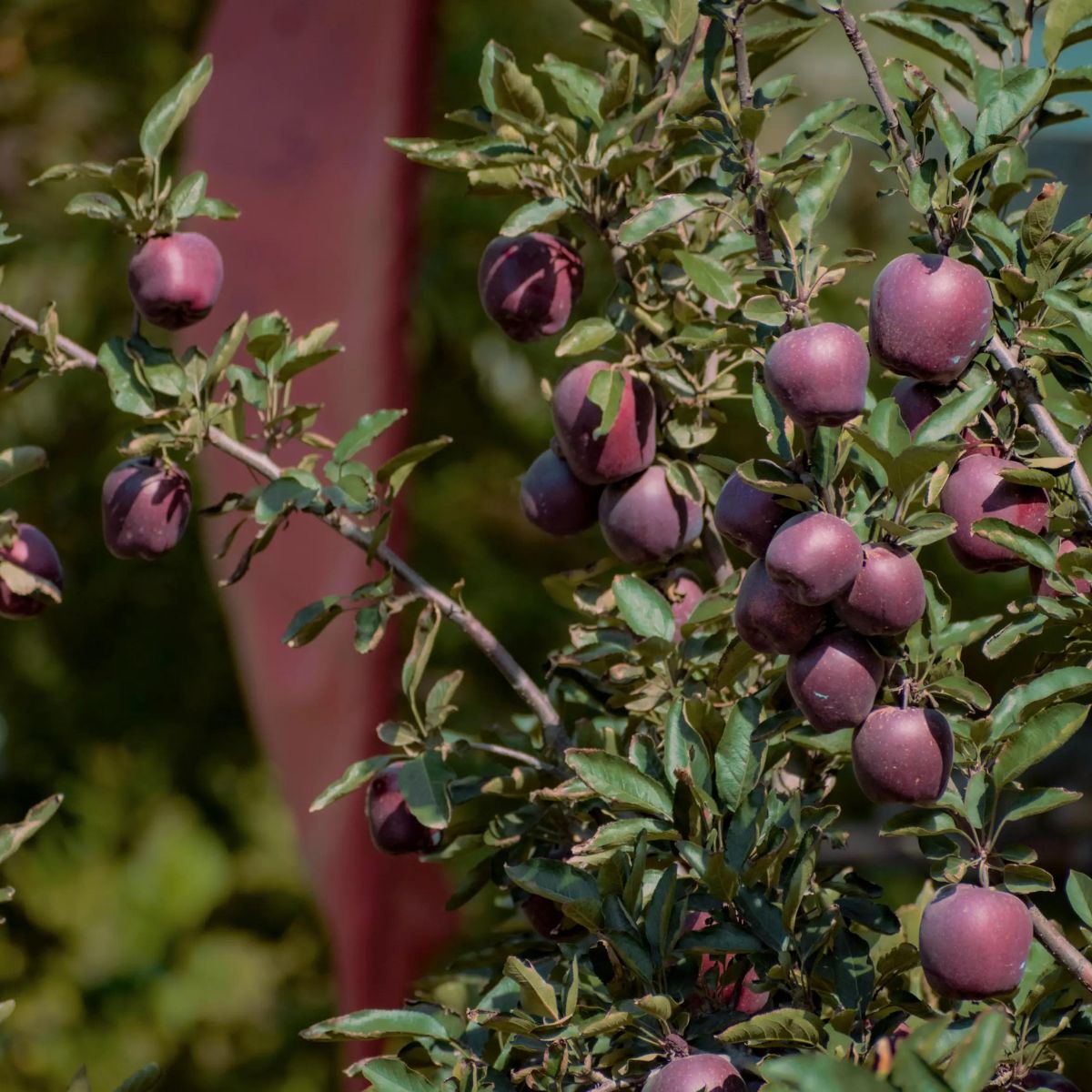 Black Gold Premium Kinnaur Apples - Premium Export Quality Himalayan Apples - 5kgs