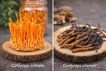 Cordyceps Militaris vs Cordyceps Sinensis: What's the Difference?
