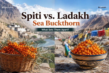 Spiti vs Ladakh Sea Buckthorn