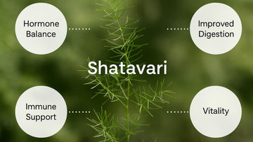 Top Health Benefits of Shatavari