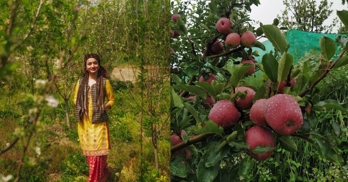 A Case Study of Royal Delicious Apples from Sharontha - My Pahadi Dukan
