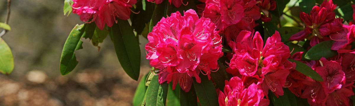 Rhododendron (Buransh) Flowers and Squash: Himalayan Delight – My ...