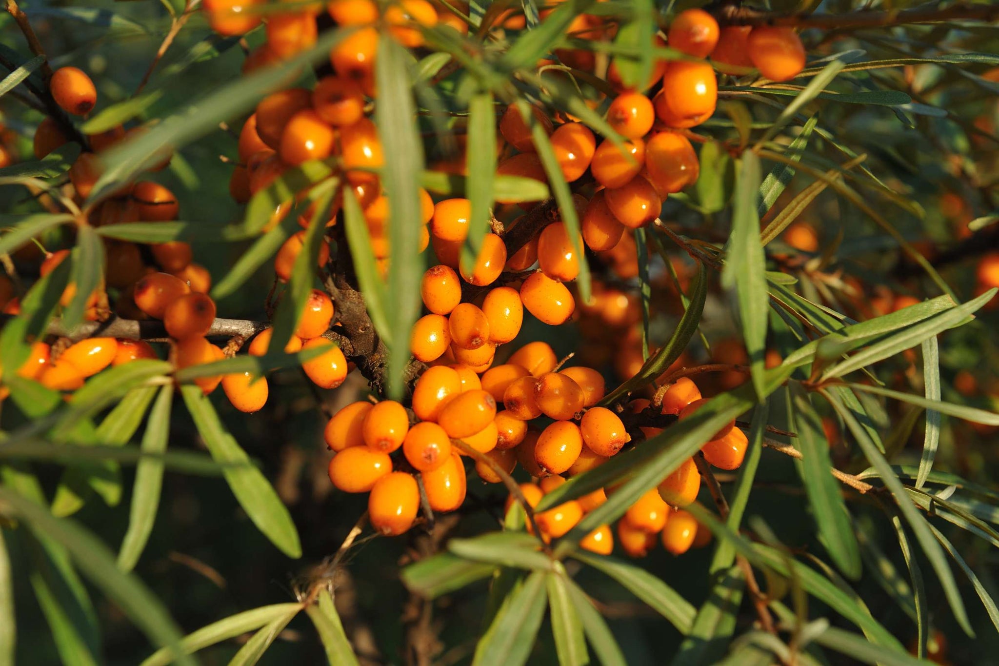 Sea Buckthorn Berry