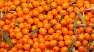 The Power of Seabuckthorn: Unveiling the Benefits of Its Berries and Pulp - My Pahadi Dukan