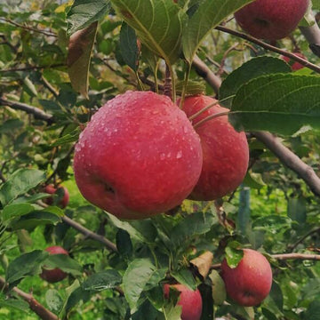 Farm Fresh Fruits - My Pahadi Dukan