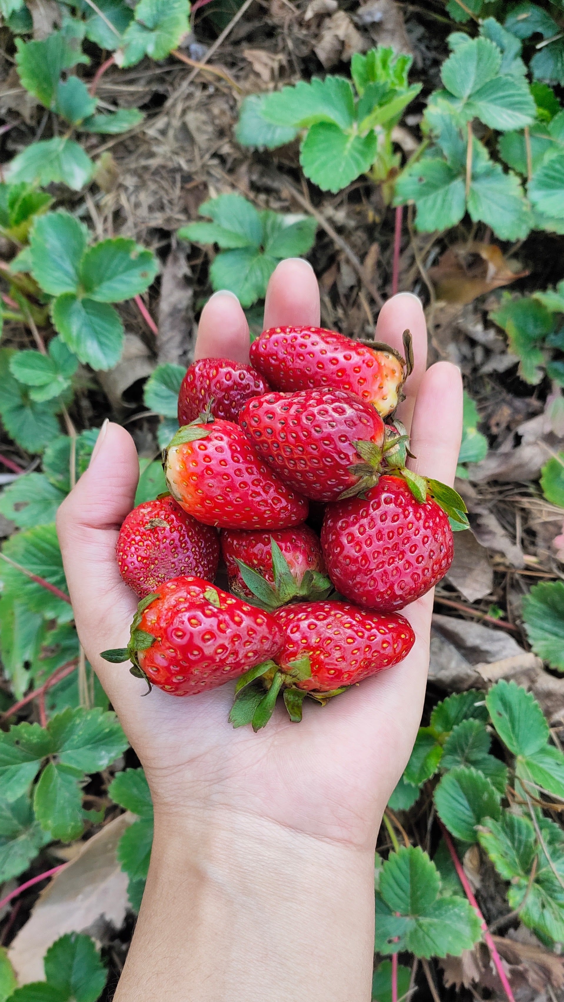 Chunky Strawberry Preserve | Himalayan Haat