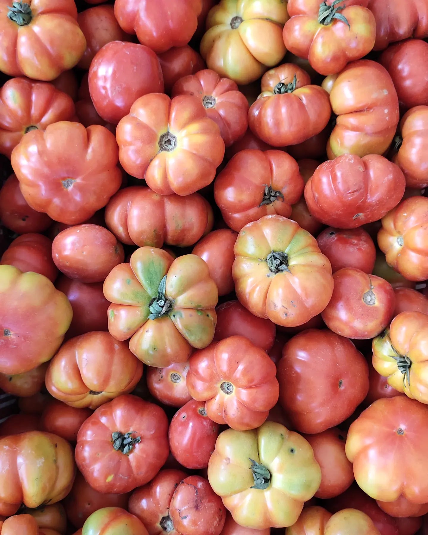 Tomato Basil Sauce With Garlic and Chia 340gms | Himalayan Haat