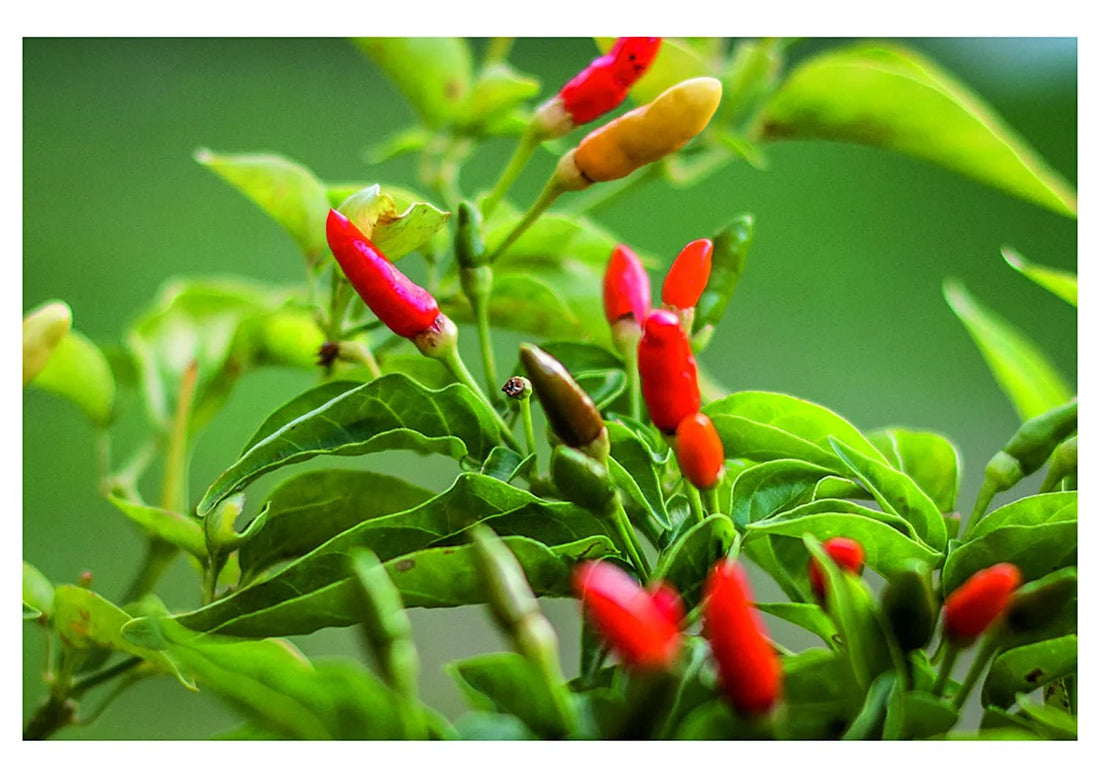 Birds Eye Chilli Whole Dry from Mizoram | Pahari Roots