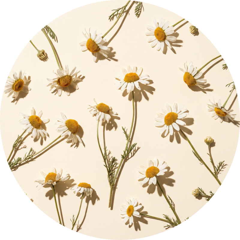 Chamomile