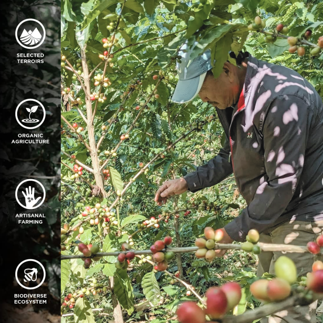 Himalayan Specialty Coffee – Medium Roast (250 g) | Ground | Saakya