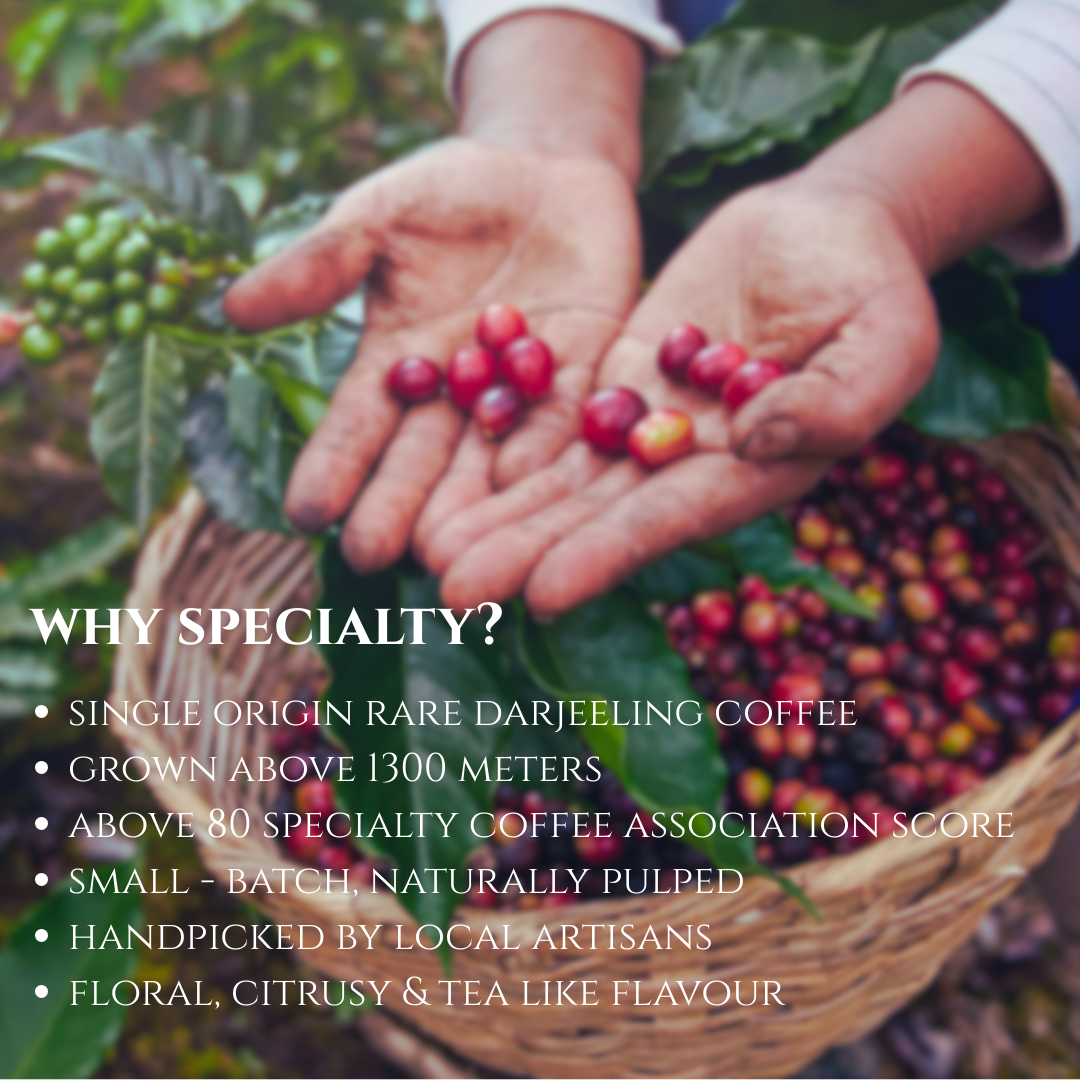 Himalayan Specialty Coffee – Light Roast (250 g) | Saakya