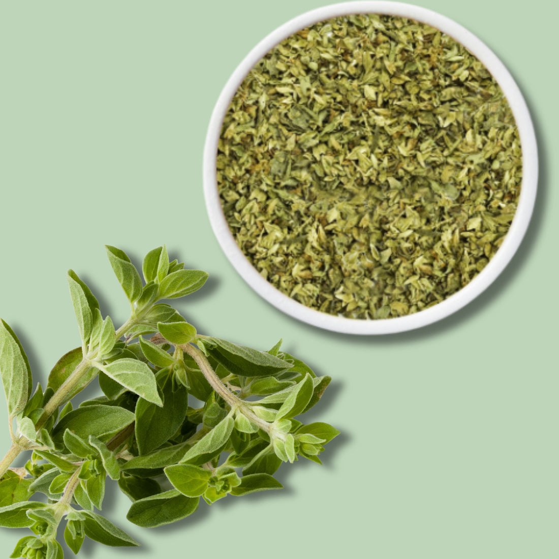 Himalayan Oregano 