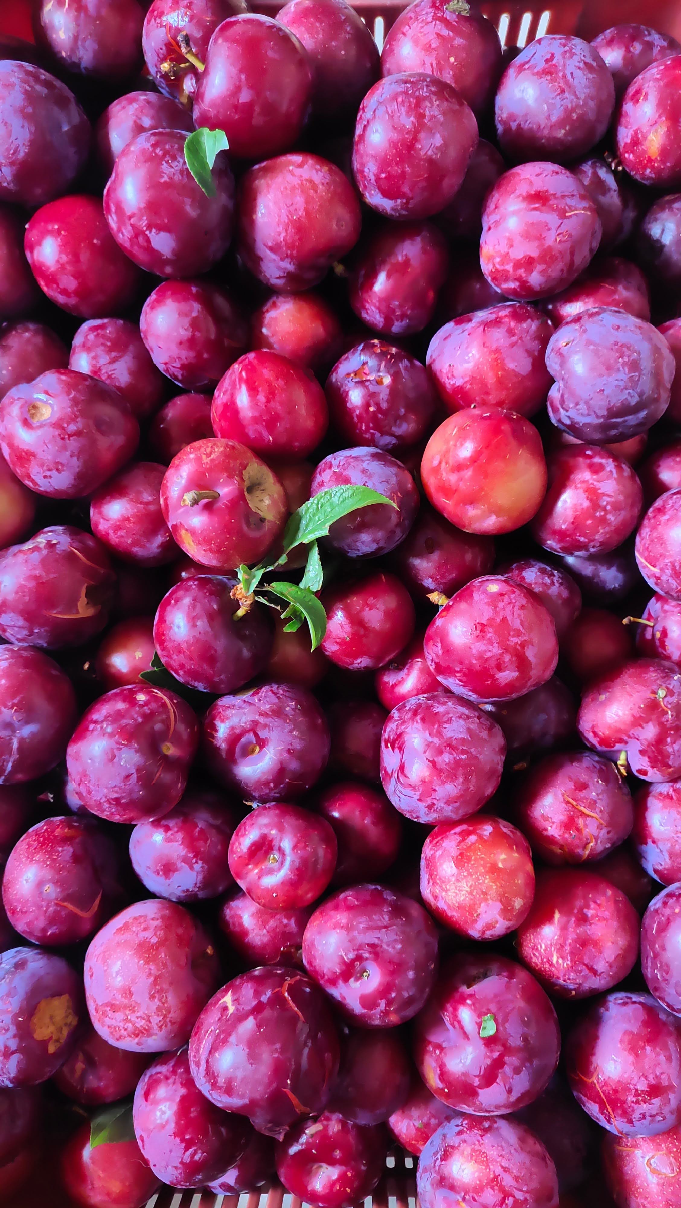 Plum Cooler 500ml | Himalayan Haat