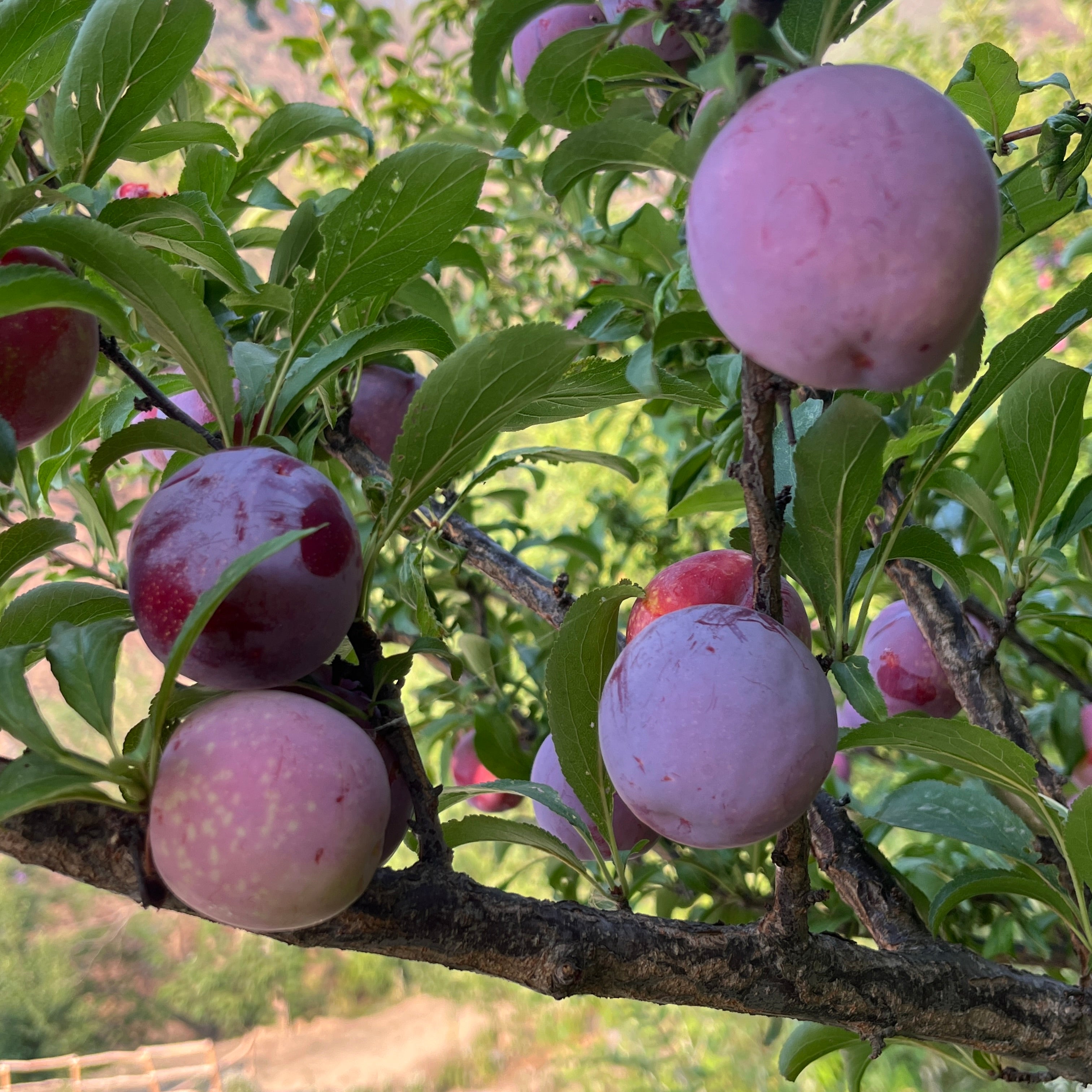 Plum Cooler 500ml | Himalayan Haat