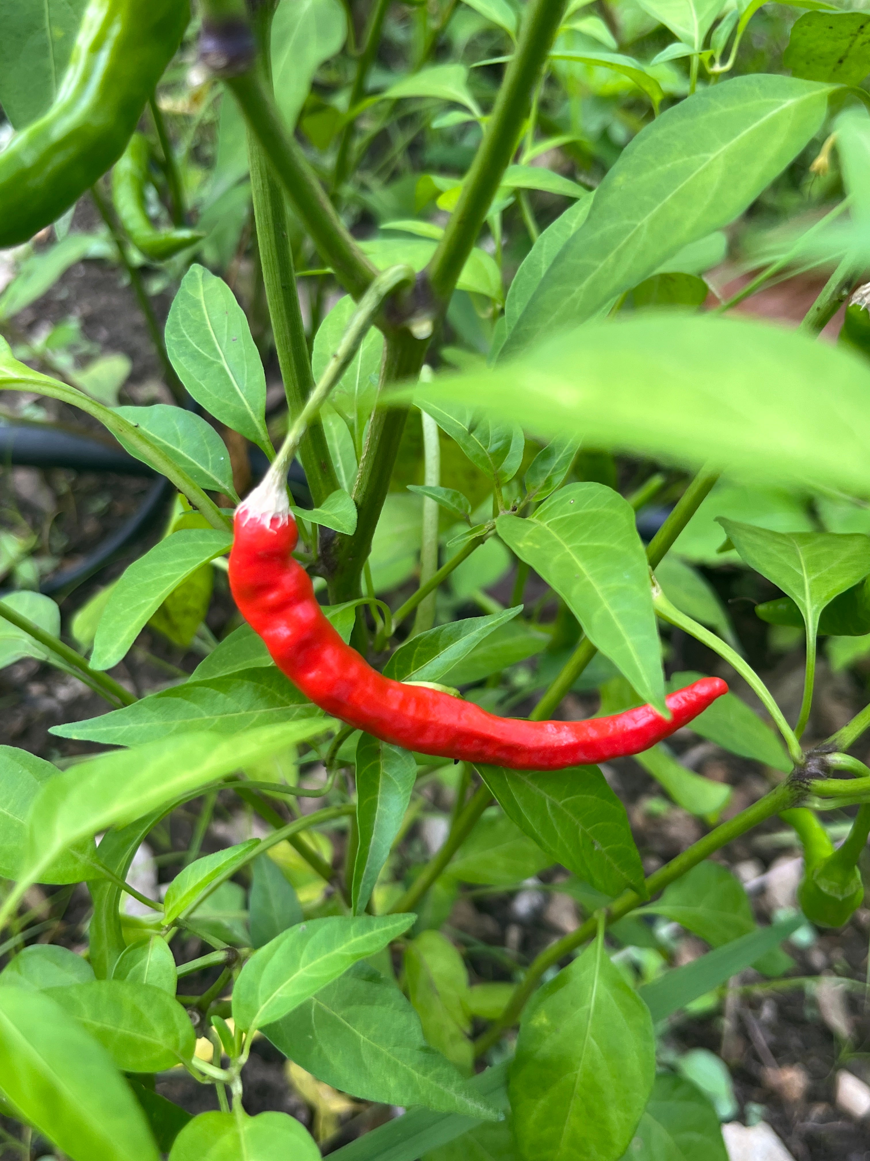 Fiery Sweet Chilli Sauce 250gm | Himalayan Haat