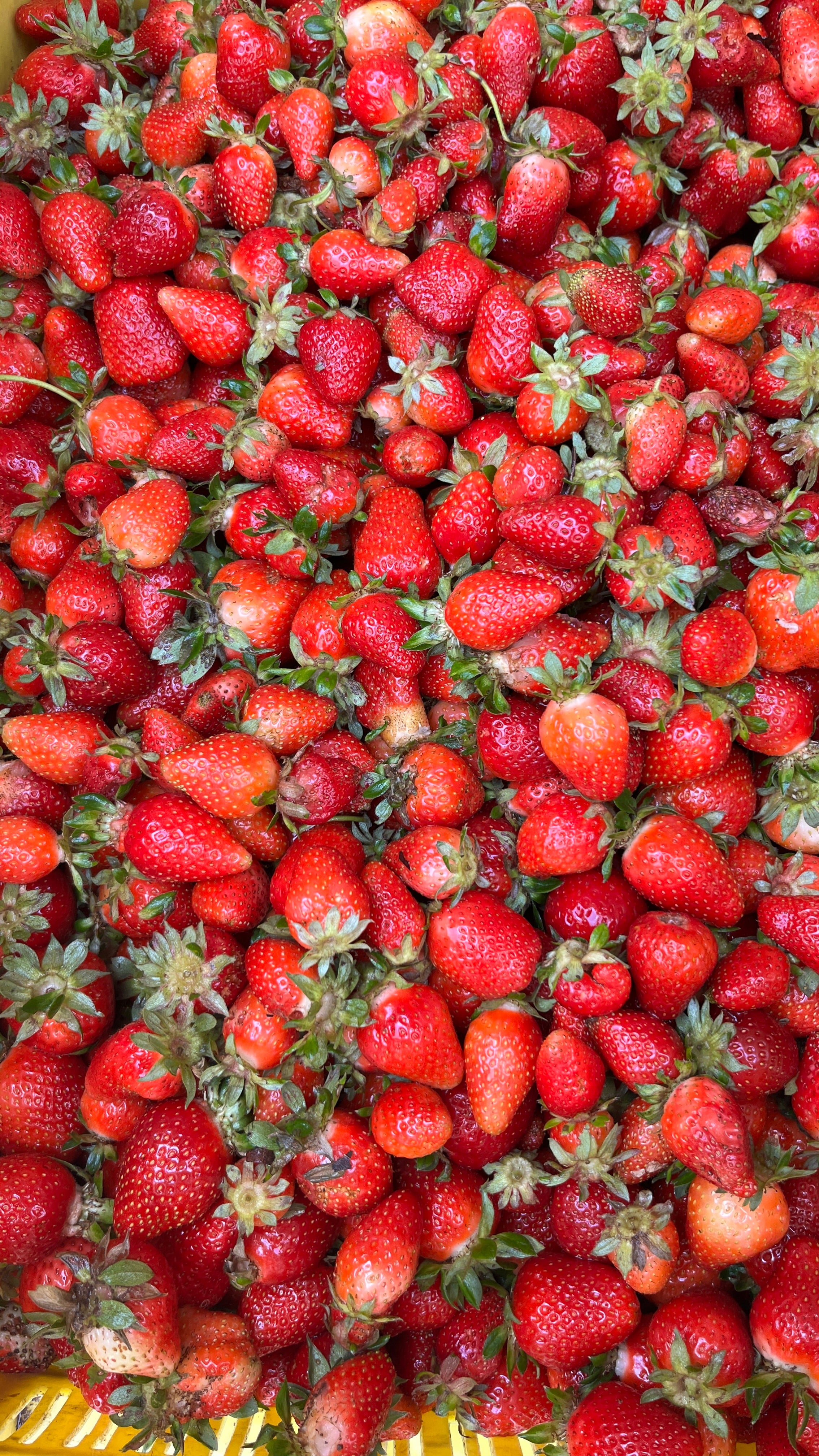 Strawberry Cooler 500ml | Himalayan Haat