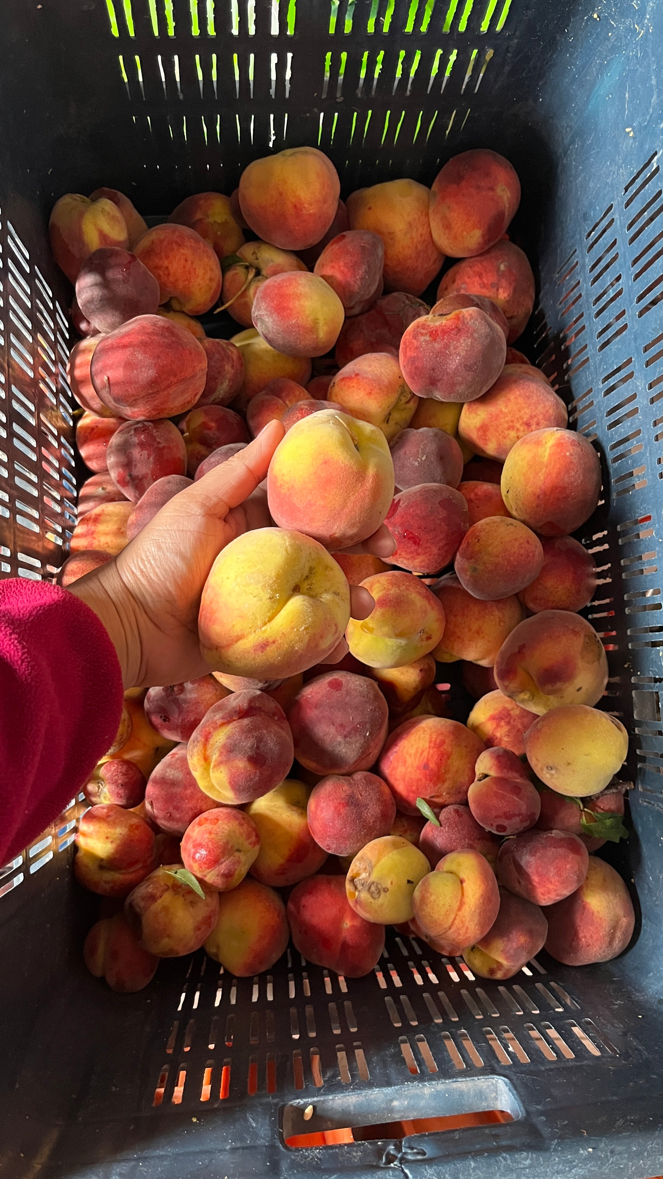 Peach Cooler - 500ml | Himalayan Haat