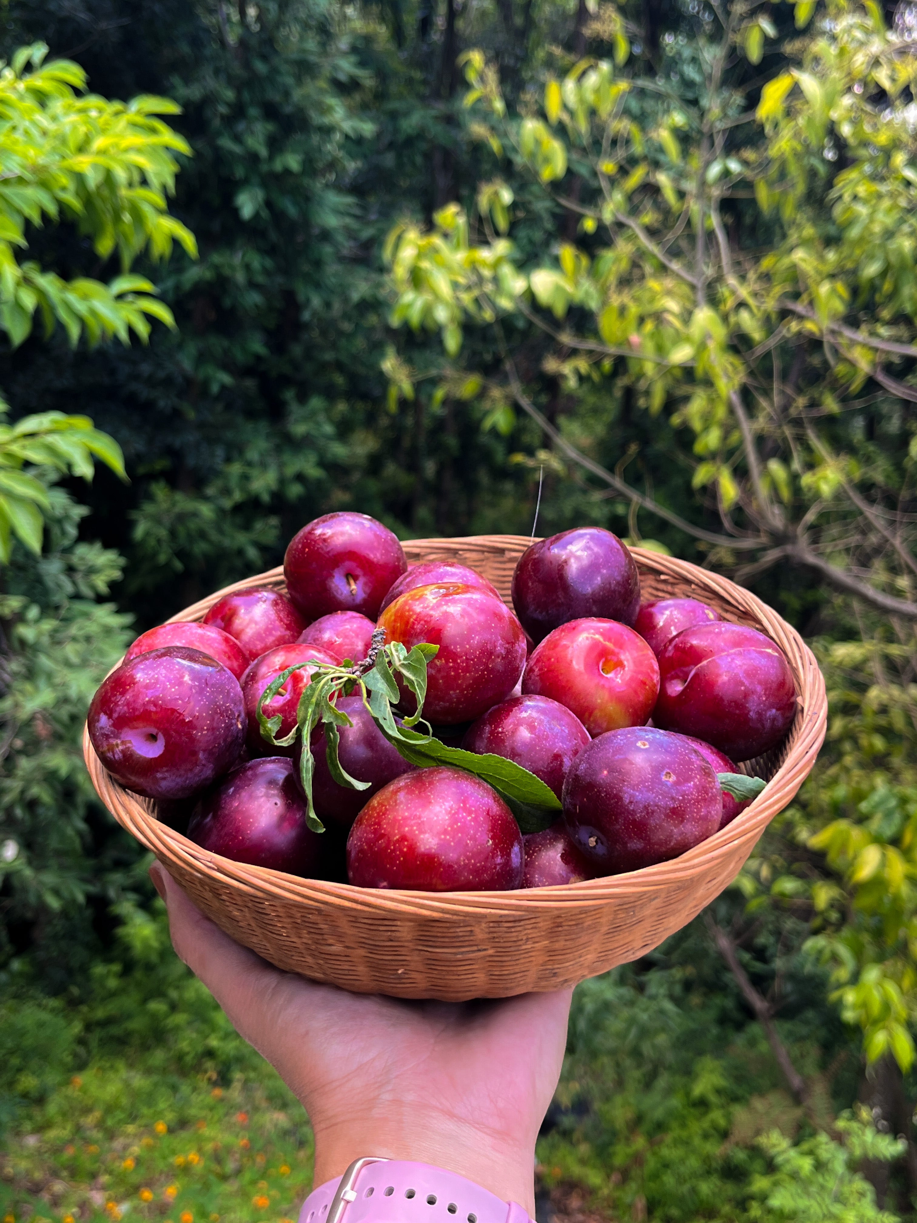 Plum Cooler 500ml | Himalayan Haat