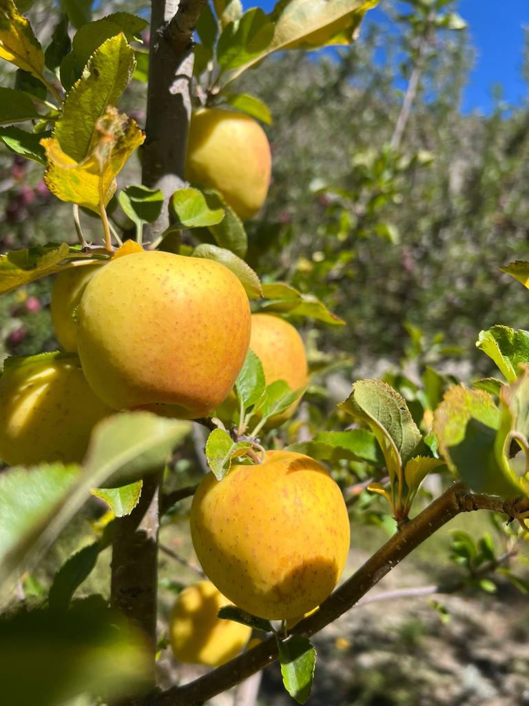 [Pre-order] Kinnaur Apples(Golden Kinnaur Apple, and Assorted Box (Golden/Black Gold) 5kgs