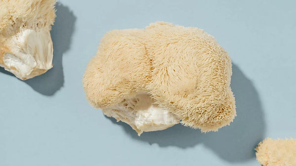 Lion's Mane (100% Dried Fruit Body, 100gms Box) | Planet Mushroom