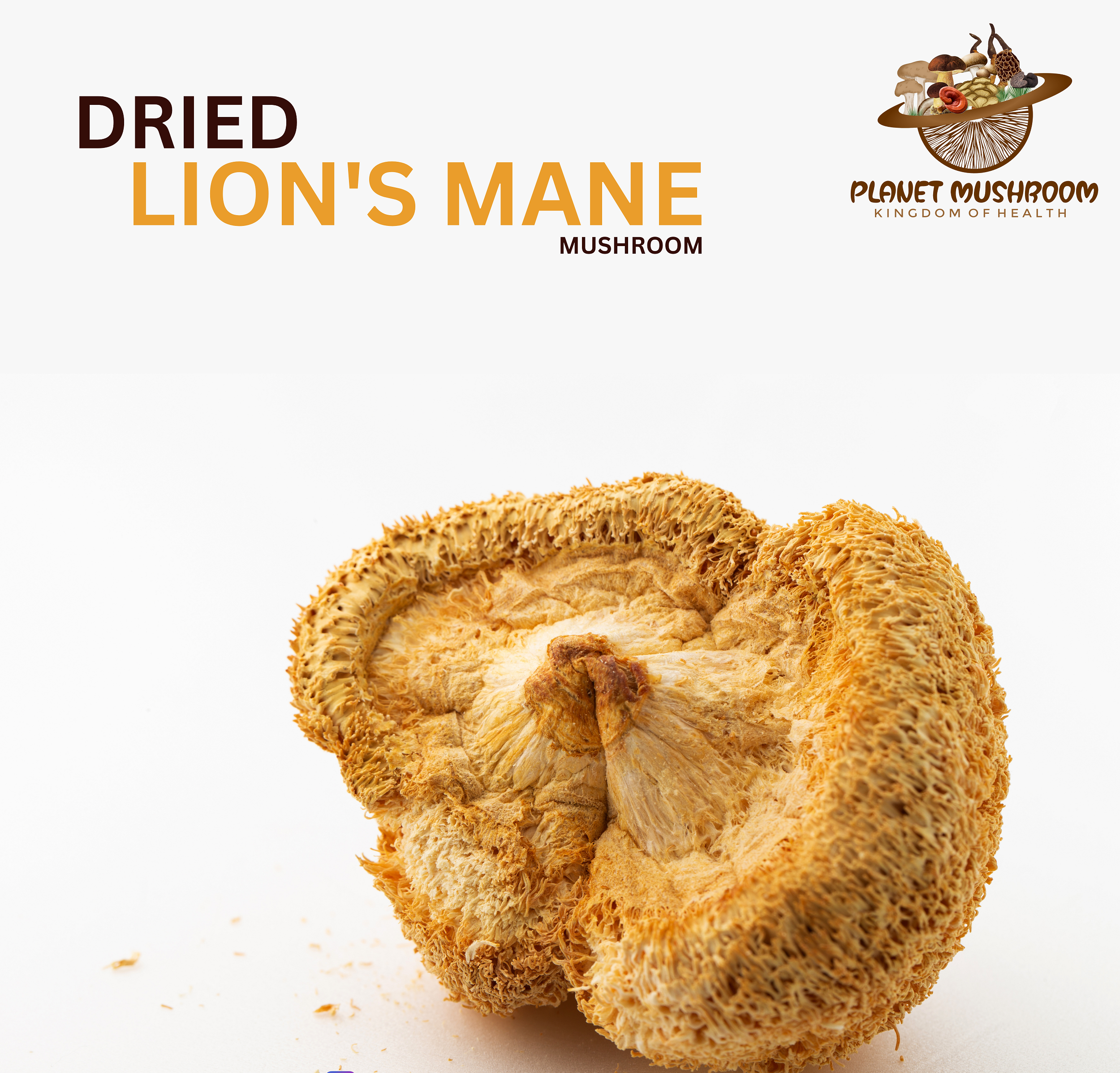 Lion's Mane (100% Dried Fruit Body, 50gms Box) | Planet Mushroom