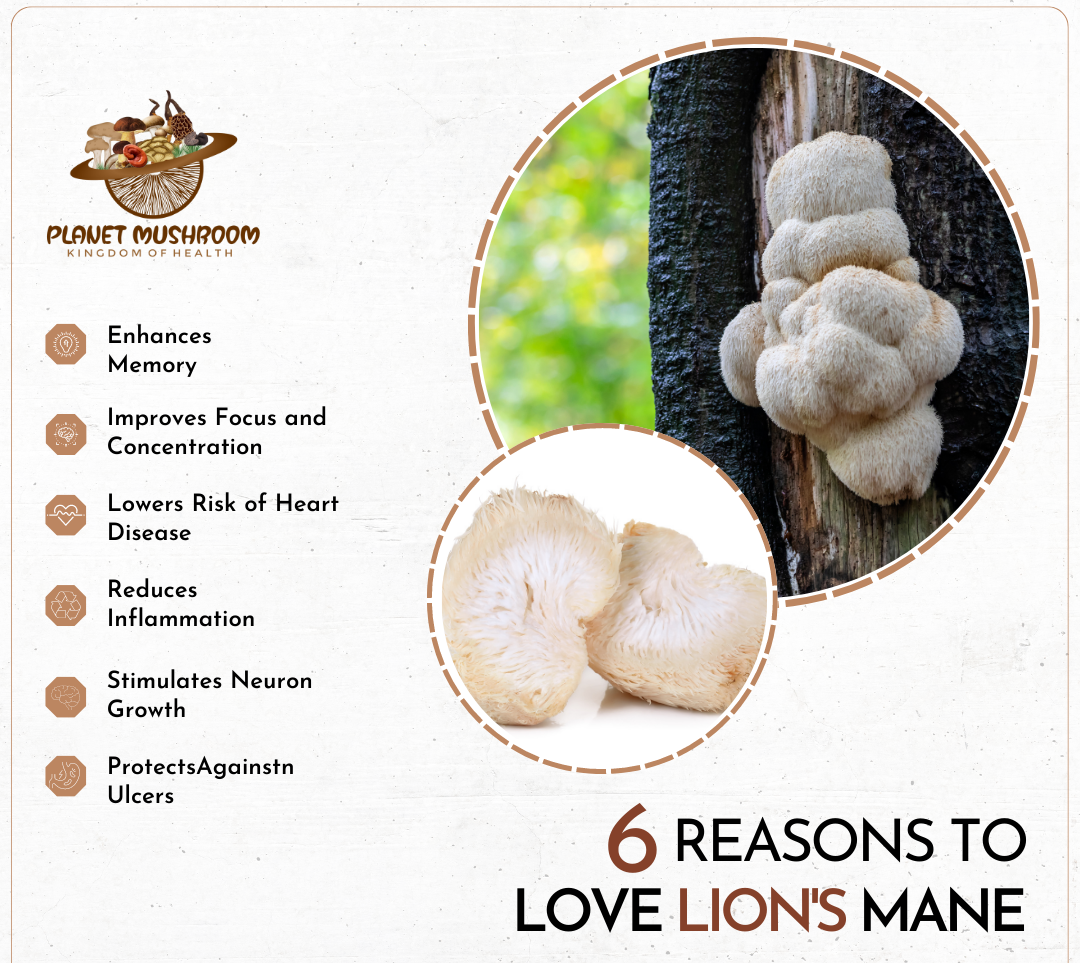 Lion's Mane (100% Dried Fruit Body, 50gms Box) | Planet Mushroom
