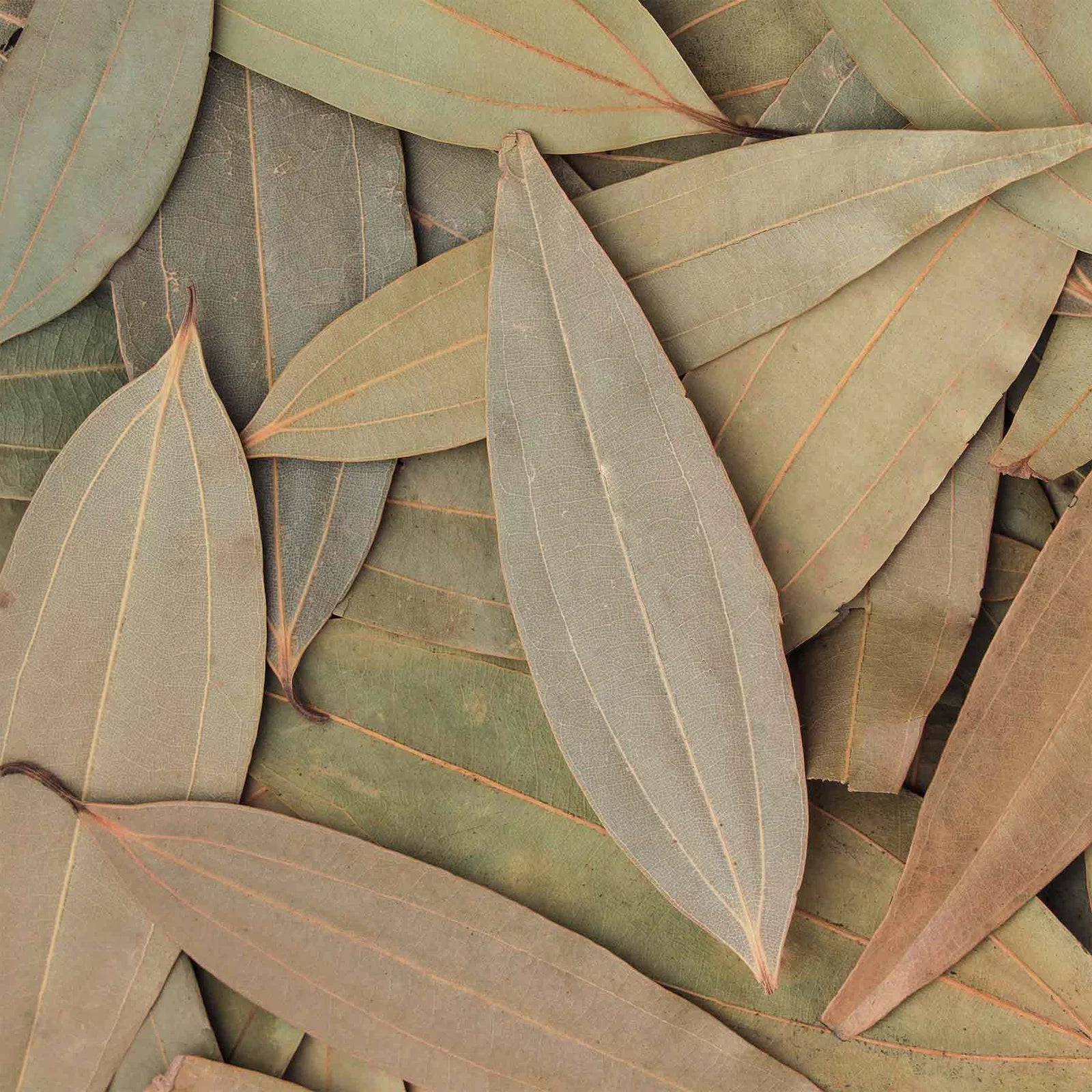 Organic Dried Indian Bay Leaves from Meghalaya | Pahari Roots