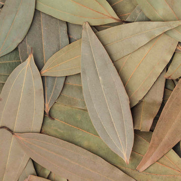 Organic Dried Indian Bay Leaves from Meghalaya | Pahari Roots