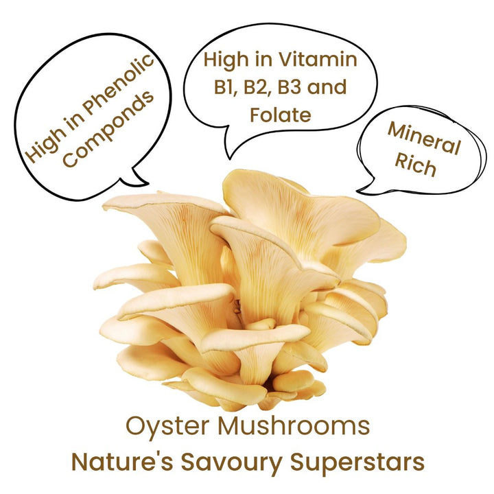 Oyster Mushrooms | Golden Dhingri Mushroom | Minerals and Vitamins