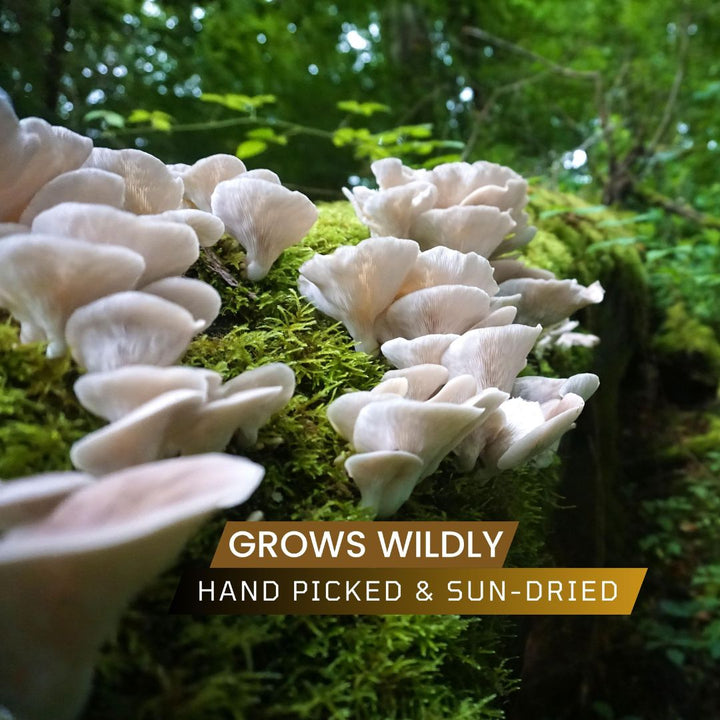 Oyster Mushrooms | Golden Dhingri Mushroom 