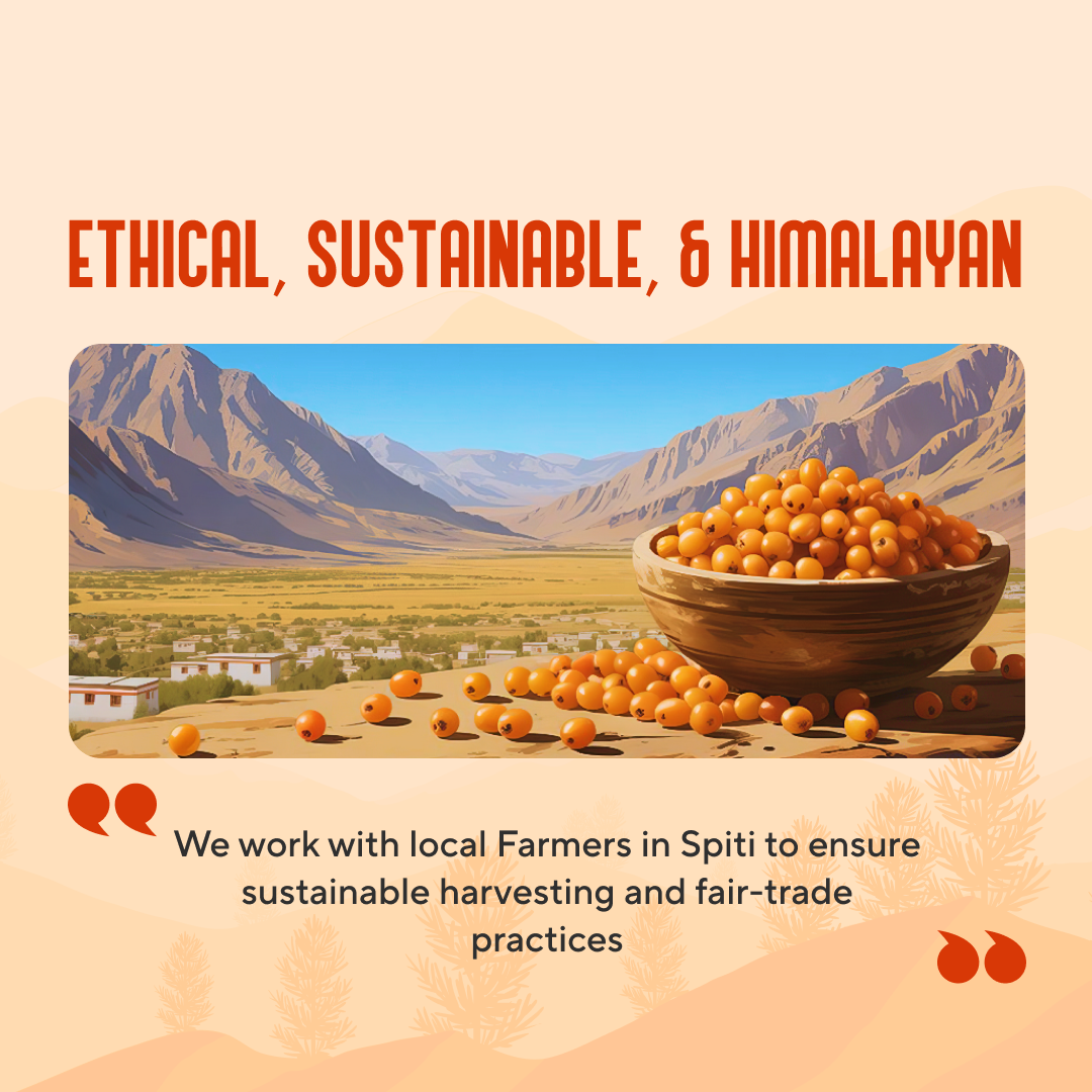 Premium Sea Buckthorn Berries (Dried Seabuckthorn) - 80gms | My Pahadi Dukan