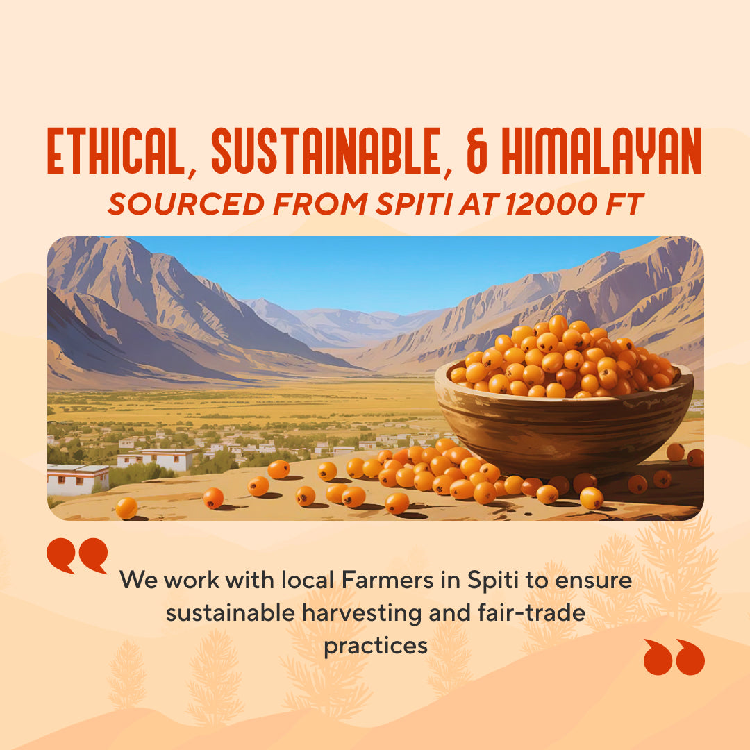 Premium Sea Buckthorn Berries (Dried Seabuckthorn) | My Pahadi Dukan