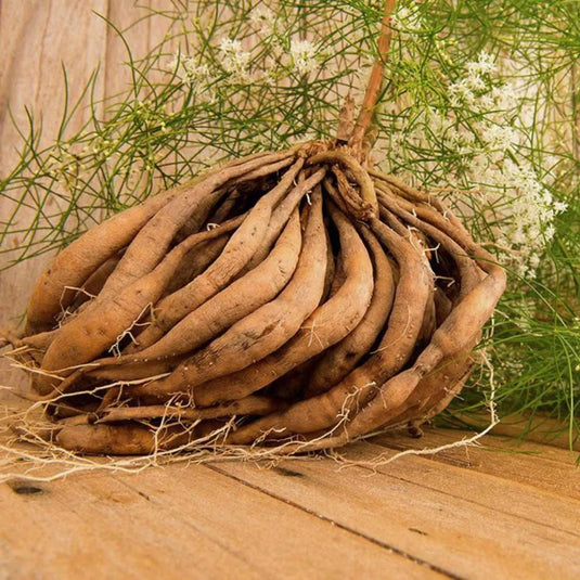 himalayan shatavari root powder