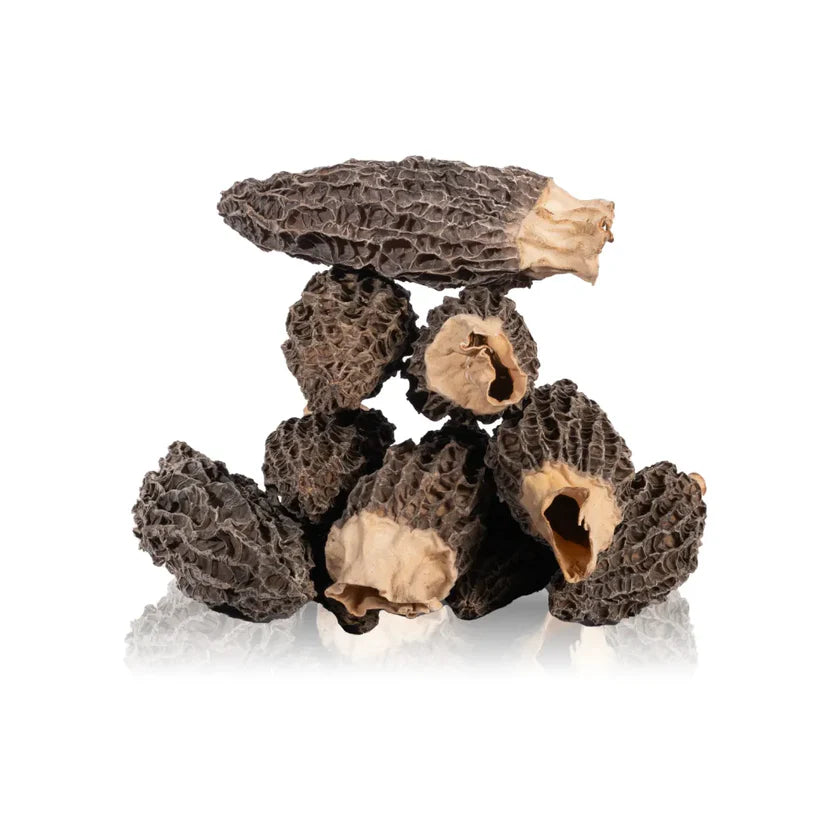 Premium Grade Jumbo Gucchi Mushroom