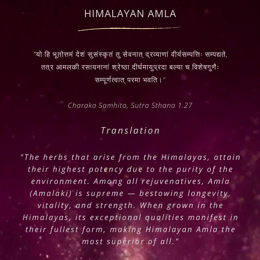 Himalayan Amla Root Powder | 100 % Pure & Natural | Ayantara
