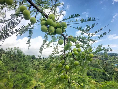 Himalayan Amla Root Powder | 100 % Pure & Natural | Ayantara