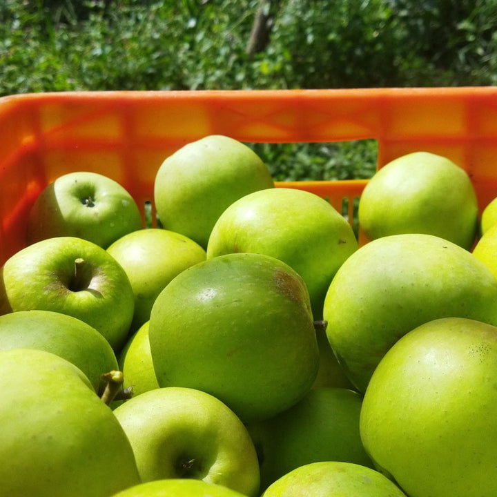 Golden Delicious apples Farm Fresh from the Himalayas, Himachal Pradesh Harvest