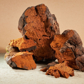 Chaga mushroom chunks (Box of 100 gms) | Planet Mushroom
