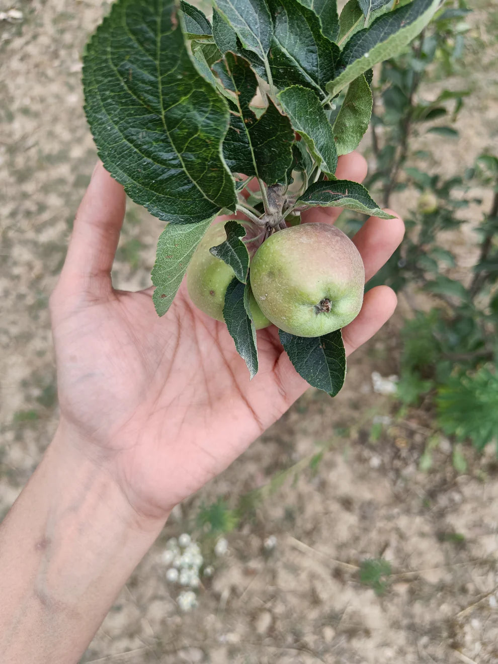 Kuninda Apple Sauce Online Best quality My Pahadi Dukan