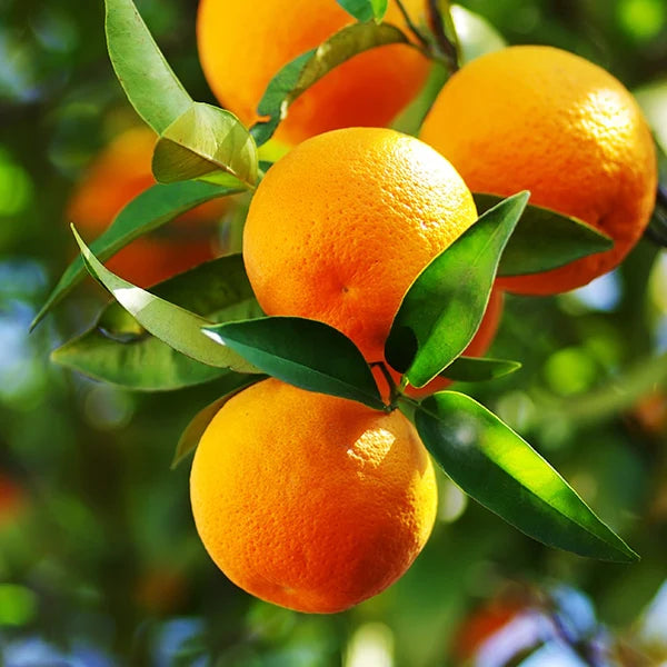 Three Citrus Marmalade 350gm | Big Bear Farms