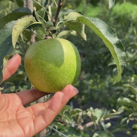[Pre-order] Granny Smith Apples (Green Apples) Grown at 7000 feet | 5kgs (approx.)