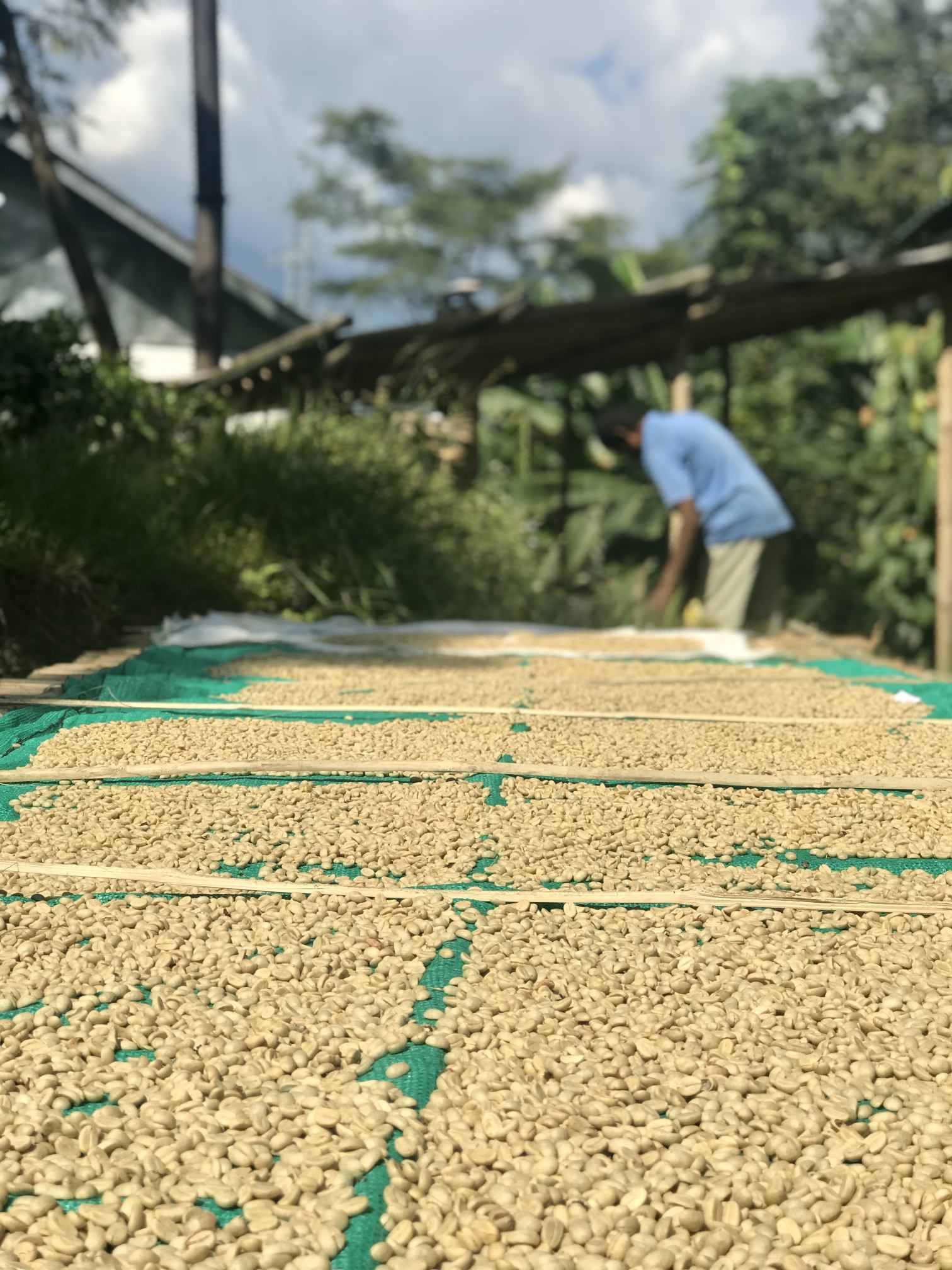 Buy 100% Arabica Kanchenjunga Peaberry Coffee 250gms - My Pahadi Dukan - Peaberry Coffee Online