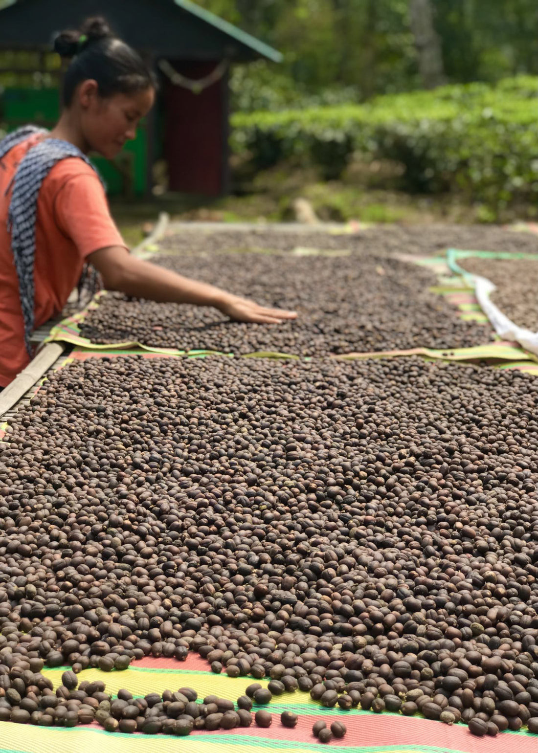 Buy 100% Arabica Kanchenjunga Peaberry Coffee 250gms - My Pahadi Dukan - Peaberry Coffee Online