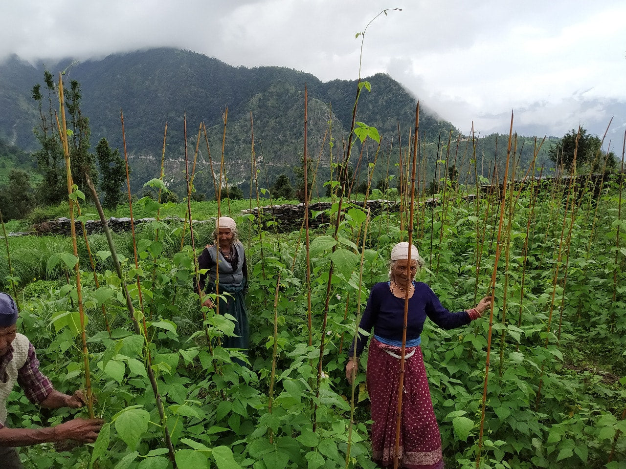 Chaulai/ Ramdana - Seeds Farmers fields
