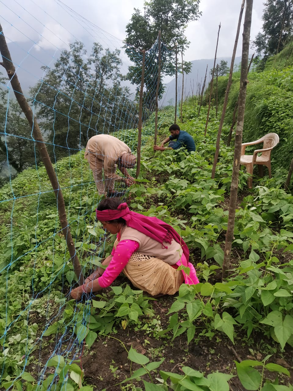 Chaulai/ Ramdana - farming