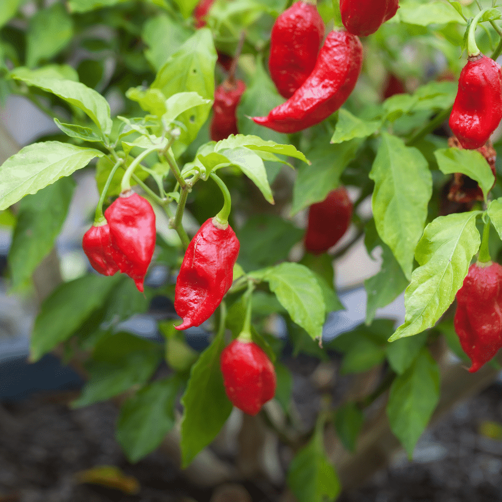 Himalayan Hot Sauce with Habanero and Red Bird’s Eye Chili 350gms | Big Bear Farms