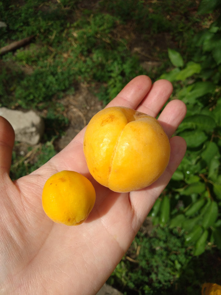 Buy Apricot Jam (Conserve) Online | Artisanal Alchemy